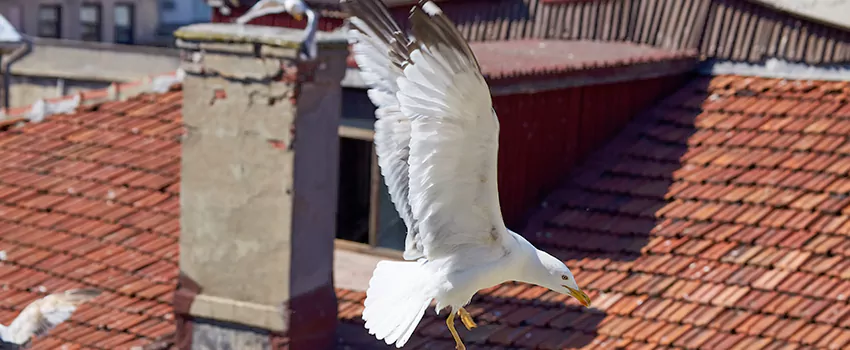 Residential Chimney Animal Removal Solution in Wilmington Island, GA